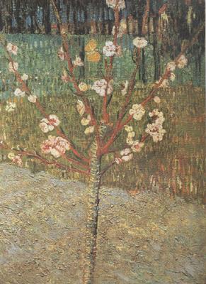 Vincent Van Gogh Almond Tree in Blossom (nn04) France oil painting art